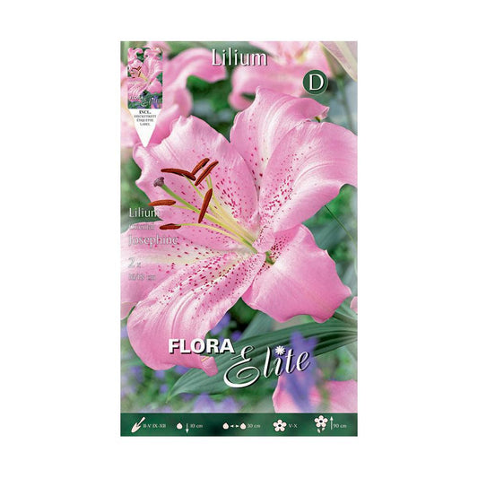 Bolbos de lírio oriental rosa elite 2 unidades