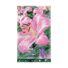Bolbos de lírio oriental rosa elite 2 unidades