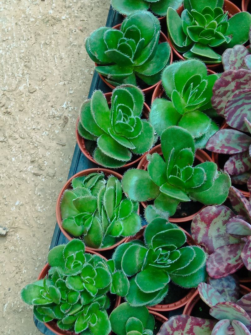 Crassula Tomentosa Planta Suculenta Ø5_0