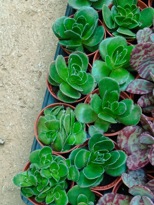 Crassula Tomentosa Planta Suculenta Ø5_0
