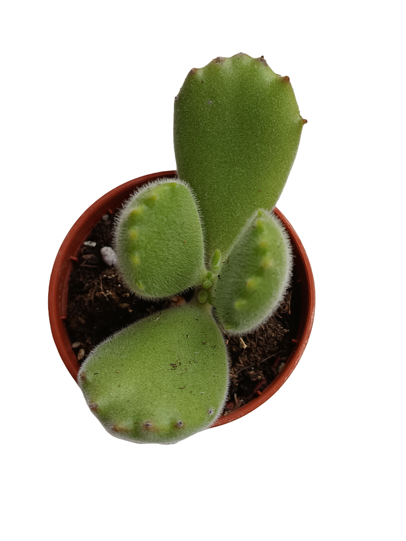 Planta Cotyledon Garra Oso Suculenta_0