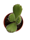 Cotyledon Garra Suculento Urso