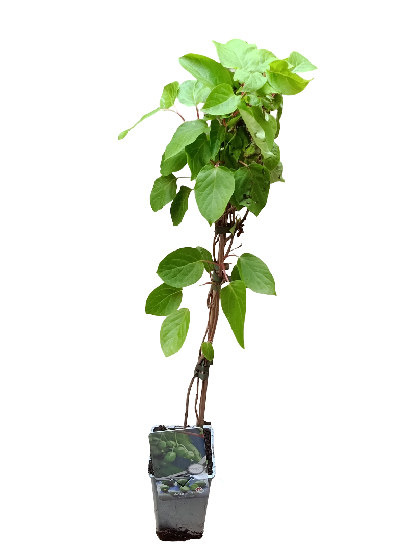 Planta Kiwi Actinidia AUTOFERIL Arbol Frutal Trepador Ø9_0