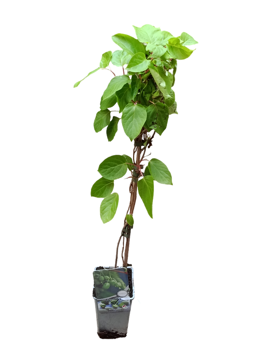Planta Kiwi Actinidia AUTOFERIL Arbol Frutal Trepador Ø9_0