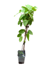 Planta Kiwi Actinidia AUTOFERTIL Arbol Trepador Frutado Ø9