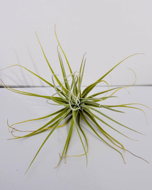 Tillandsia velickiana (= T. feldhoffii); planta del aire verde grisácea; Curiosarium; altura 12-15 cm, diámetro 15-20 cm_0