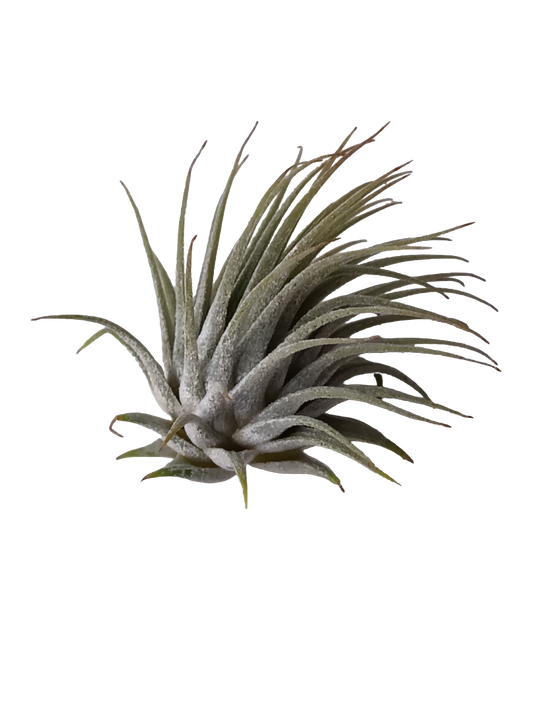 Tillandsia Ionantha Planta De Interior Clavel Del Aire S_0