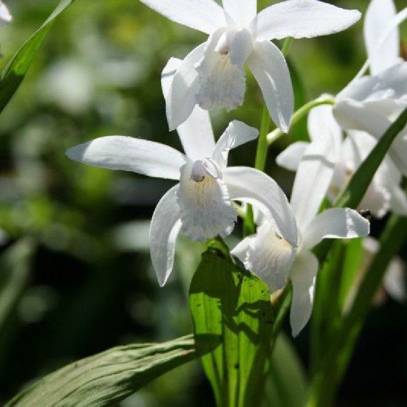 1 Bulbo Bletilla Striata 'alba' Orquidea Blanca_0
