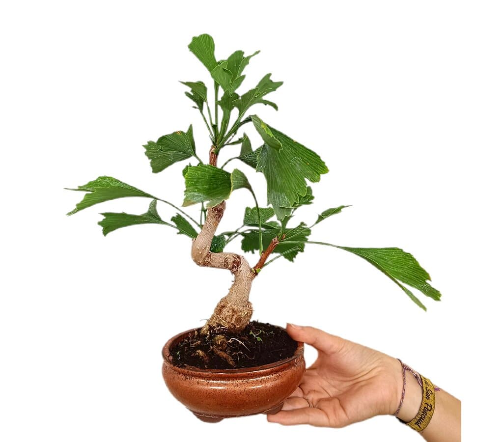 Bonsái Ginkgo Biloba 7 Años_1