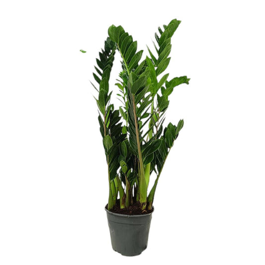 Zamioculca Zamiifolia M19_0