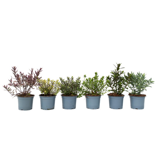 Hebe De Hojas Gruesas - 12 Pzs - Hebe Pinguifolia - Altura 15-20cm - ⌀105cm_0