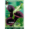 Bulbo Calla Cantor Preto 1 unidade