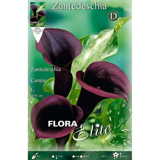 Bulbo Calla Cantor Preto 1 unidade