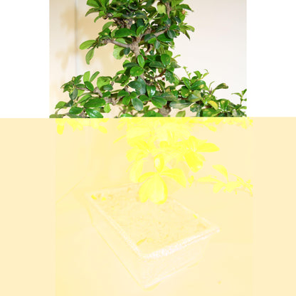 Bonsai Carmona microphylla 8 anos