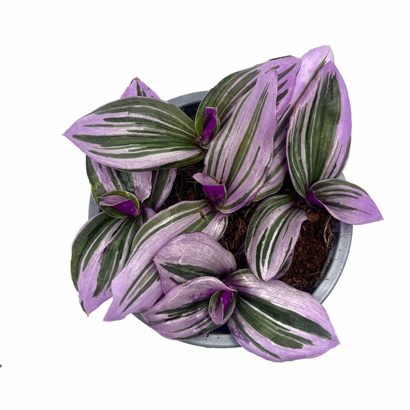 Tradescantia Nanouk Cactus Y Suculentas M11 cm Ø_1