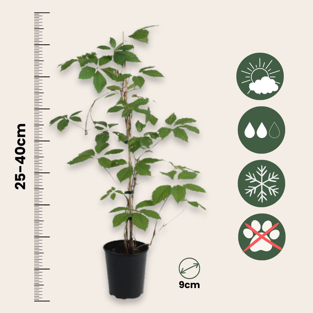 Parra Virgen - 3 Pzs - Parthenocissus Quinquefolia - Altura 25-40cm - ⌀9cm_2
