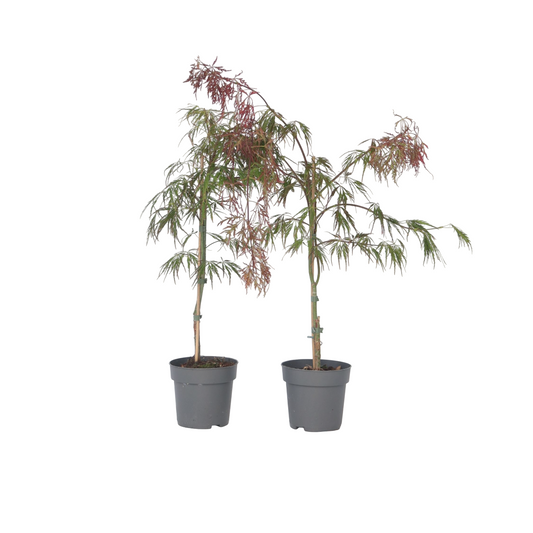 Arce Japonés - 2 Pzs - Acer Palmatum 'inaba-shidare' - Altura 30-40cm - ⌀13cm_0