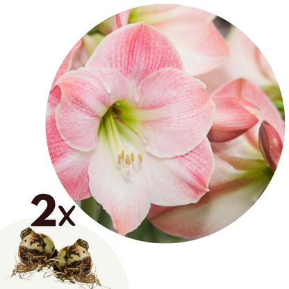Amarilis - 2 Pzs - Hippeastrum - Bulbos De Flores - Rojo_0
