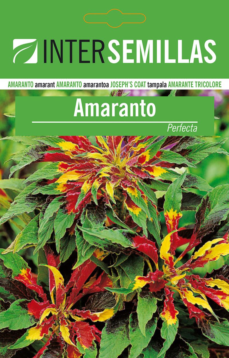 Semillas De Amaranto Perfecta_0