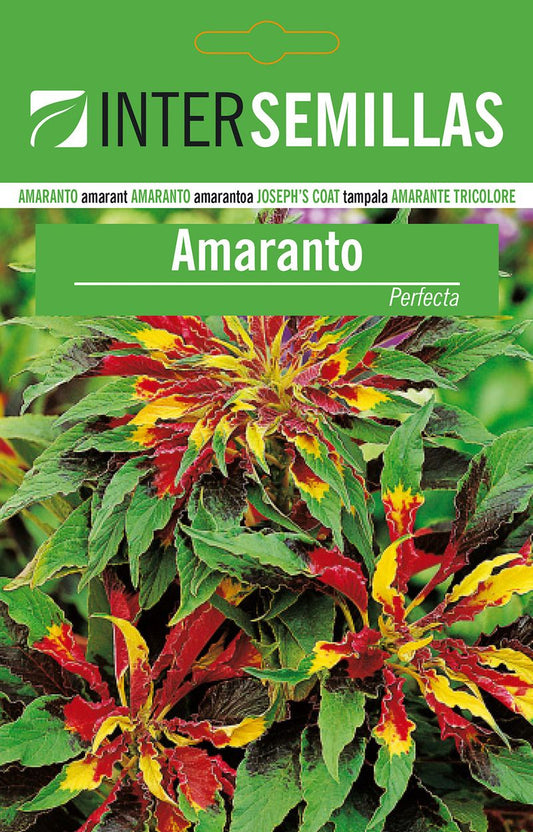 Semillas De Amaranto Perfecta_0
