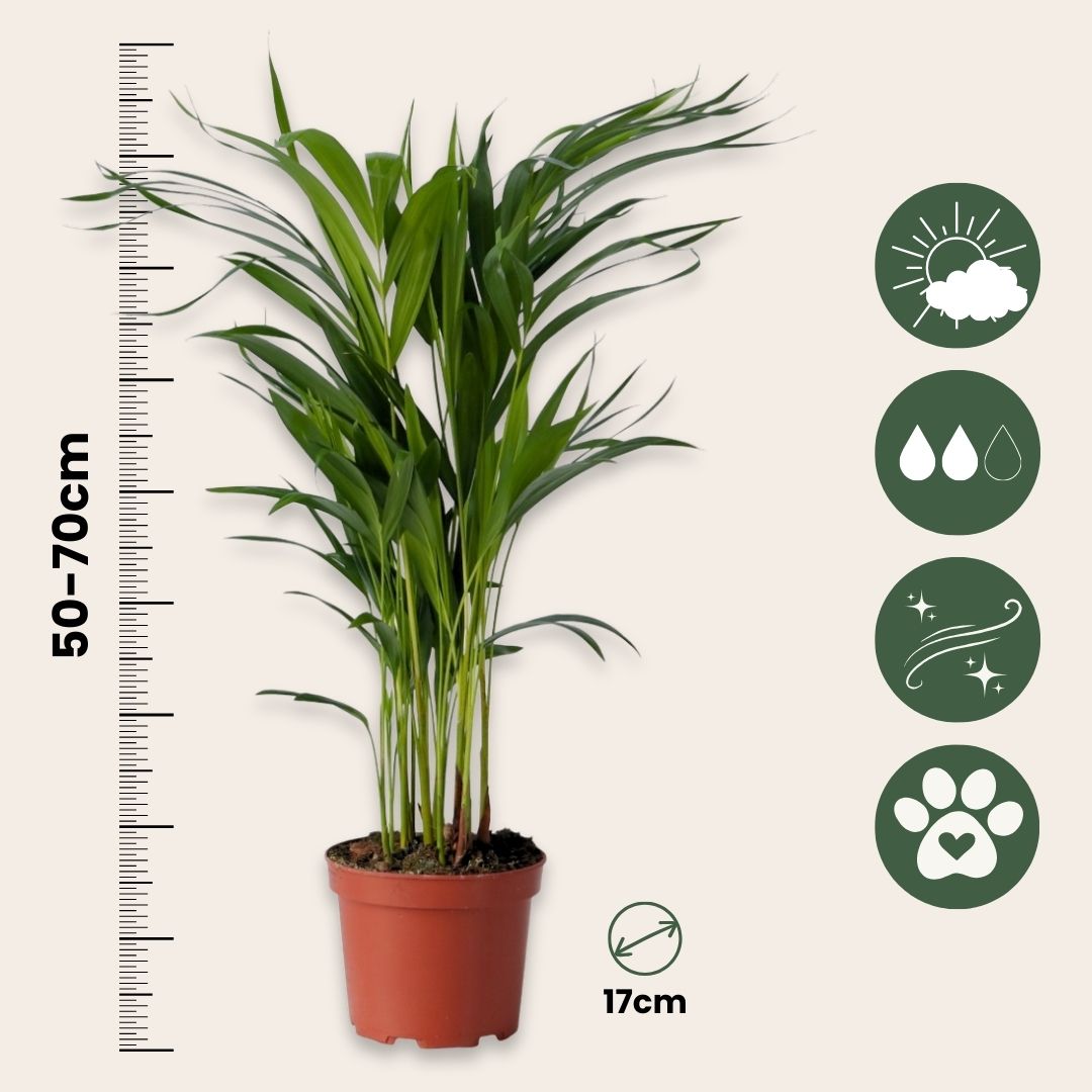 Mezcla De Palmeras - 2 Pzs - Chamaedorea Dypsis - Altura 50-70cm - ⌀17cm_2