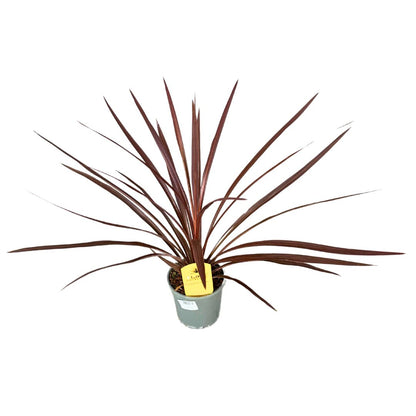 Cordyline Australis O Red Star El Toque Australiano Perfecto Para Tu Hogar_0