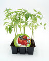Pack Plantões De Tomate Pera Mata Baixa 6 Un. Natural - Fitoralia
