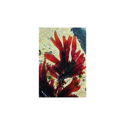 Salada de Alga Algamar 100 g