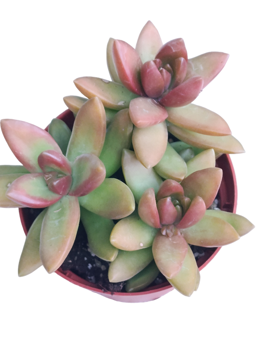 Sedum Bronze Ø8 Planta Suculenta Colgante De Sol_0
