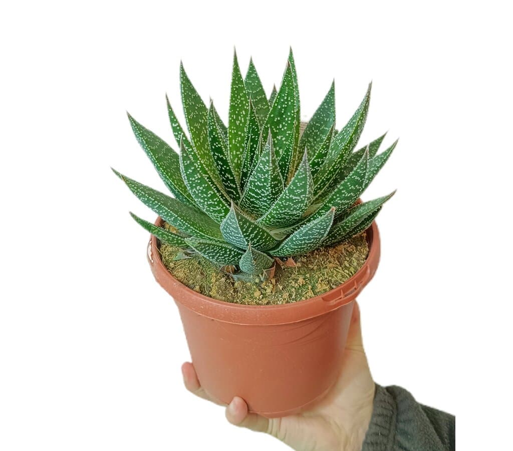 Gasteria Beguinii M17_0