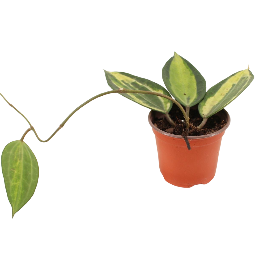 Hoya Latifolia Pot Of Gold Planta Suculenta Colgante Flor De Cera Ø9_0