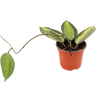 Hoya Latifolia Pot Of Gold Planta Suculenta Pendente Flor De Cera Ø9