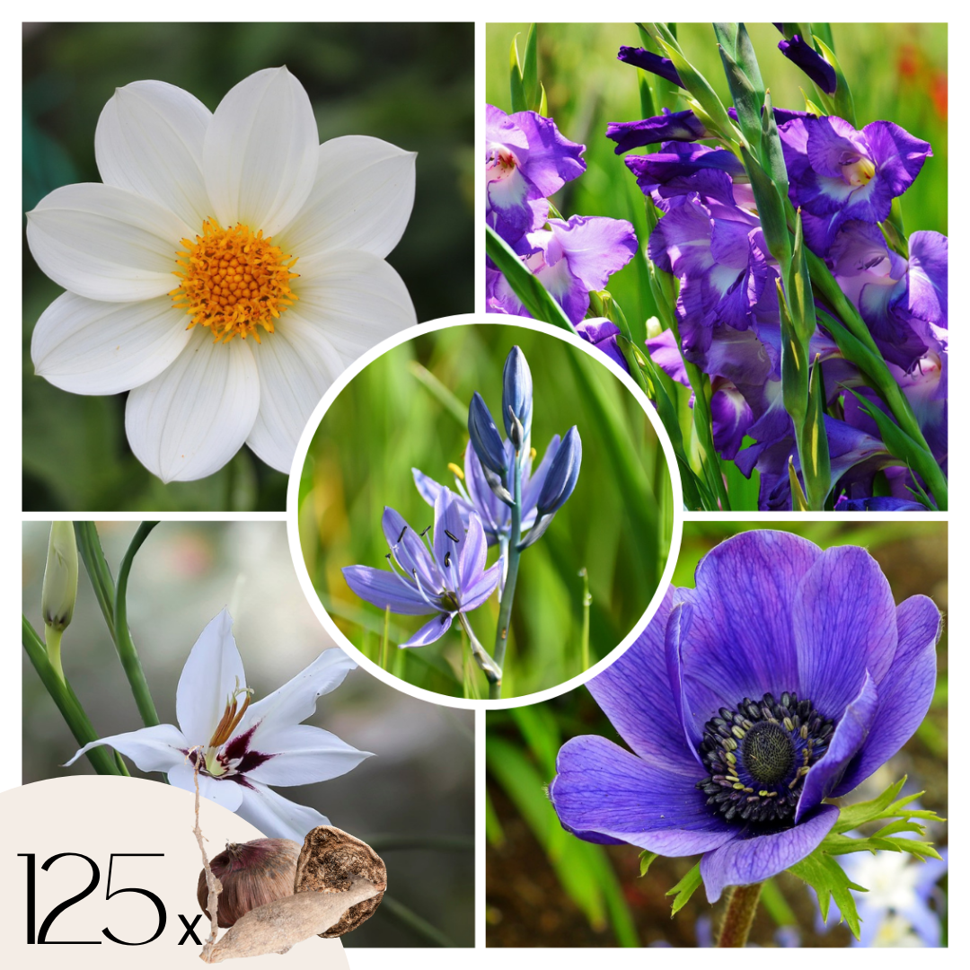 Mezcla De Bulbos De Flor Azul - 125 Pzs - Bulbos De Flores - Azul_0