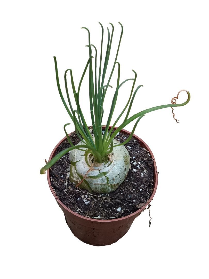 Albuca Spiralis Planta Suculenta Ø5_0