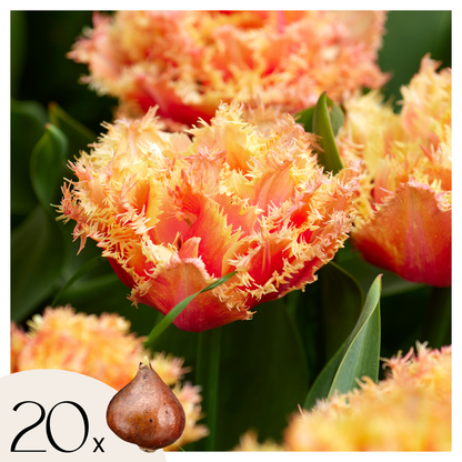 Bulbos De Tulipán - 20 Pzs - Tulipa 'brisbane' - Bulbos De Flores - Rosa_0