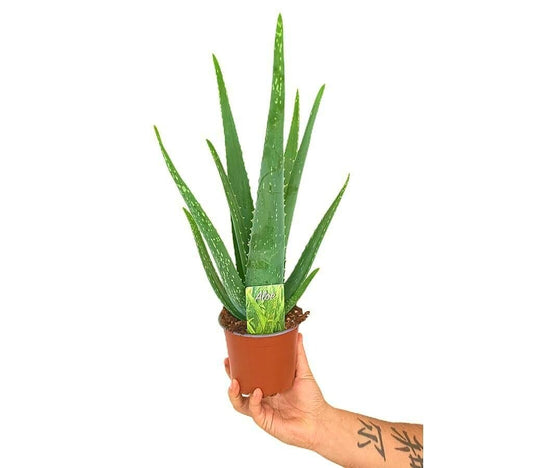 Aloe Vera M12 35cm_0
