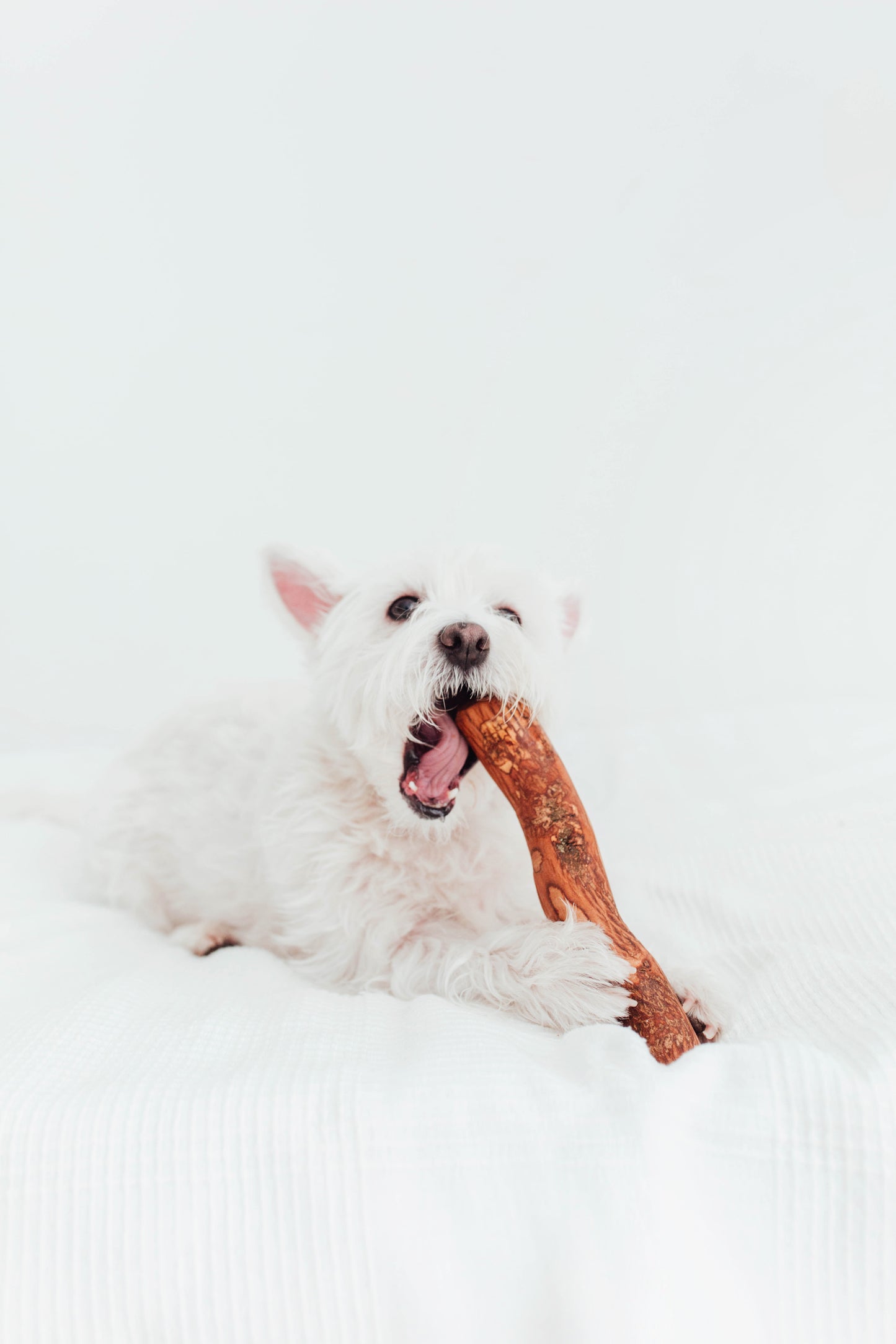 Bimorbox Cachorros Pequeños – Pack Ahorro Con Juguete, Mordedor De Olivo Y Snacks Sin Aditivos