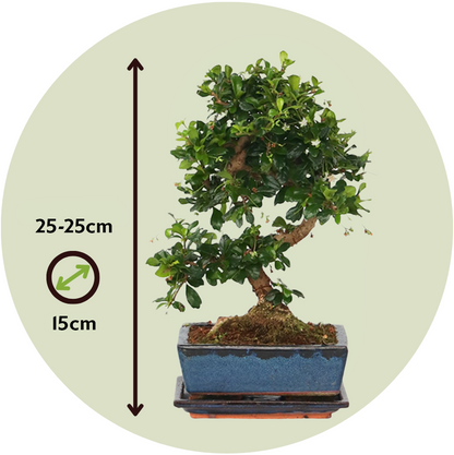 Bonsái - Carmona Microphylla - Altura 20-30cm - ⌀15cm_2