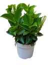Dipladenia Arbustiva De Flor Branca, Planta Para Exterior Ø10