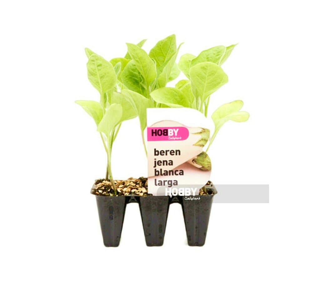Berenjena Blanca Larga Pack 6 Unidades (solanum Melongena)_1
