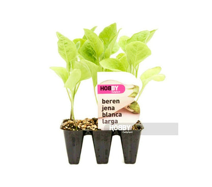 Berenjena Blanca Larga Pack 6 Unidades (solanum Melongena)_1