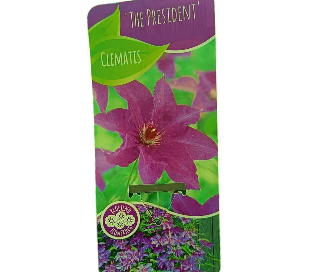 Clematis The President M14_0