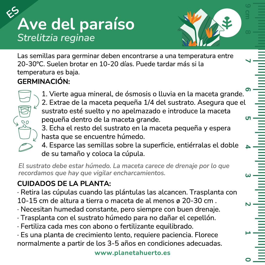 Kit de auto-cultivo de ave-do-paraíso Planeta Huerto