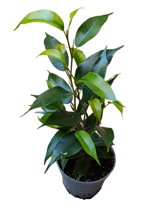 Mini Planta Ficus Benjamina Para Interior Y Terrarios Ø6_0