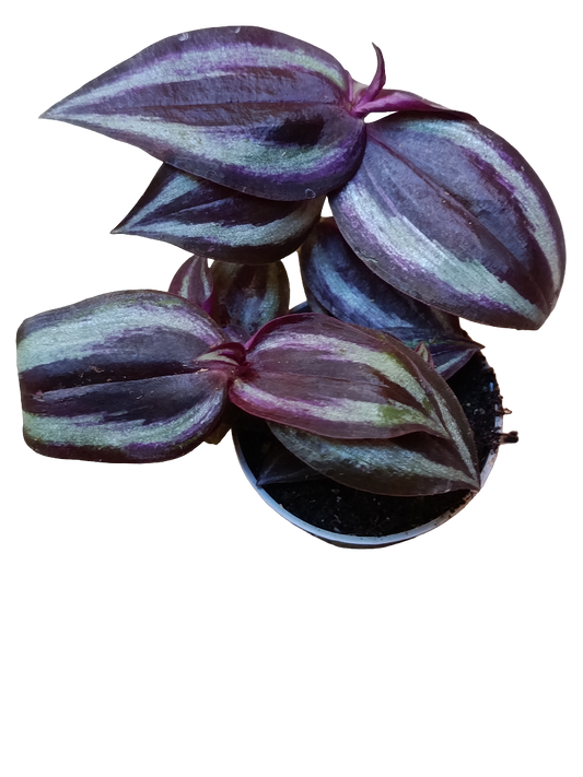 Mini Planta Tradescantia Purpusii Para Interior Y Terrarios Ø6_0