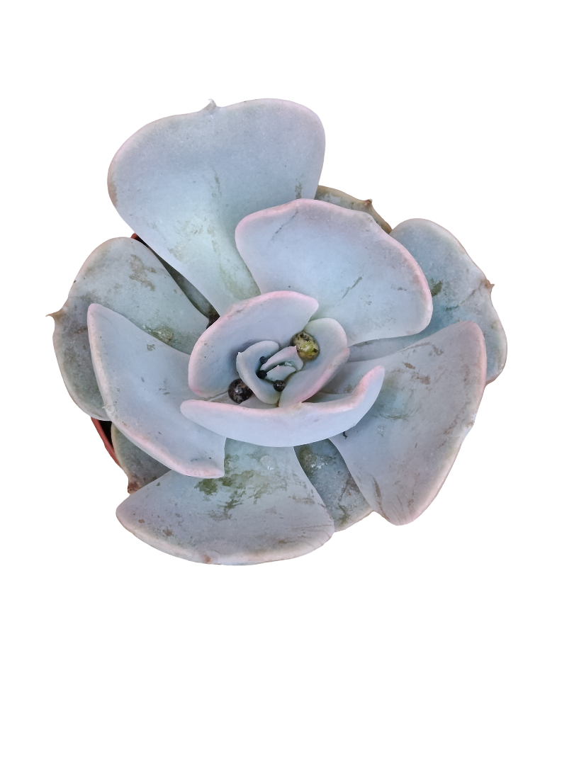 Echeveria Lilacina Ø5 Planta Suculenta De Sol_0