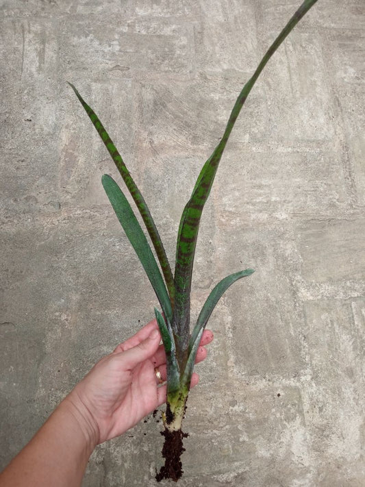 Bromelia Sp4 Plantas Para Terrarios Y Jardin_0