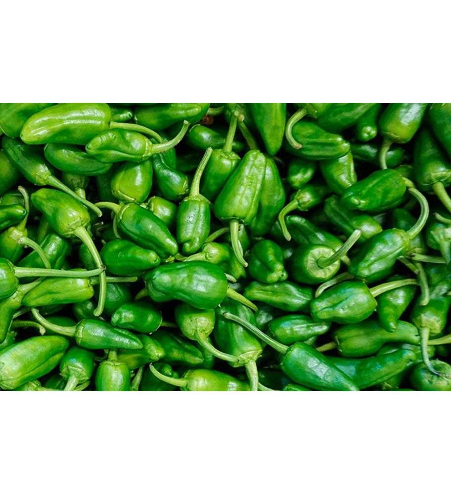 Plantón Pimiento De Padrón (10 Unidades)_0
