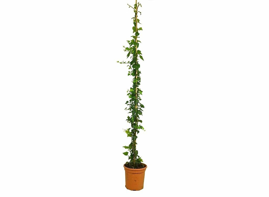 Hedera Helix Mini M20 130cm_0