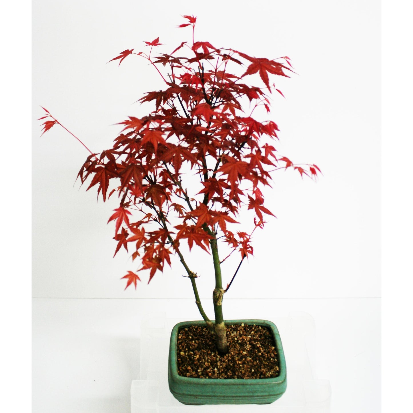 Bonsai Acer palmatum deshojo 7 anos Maple